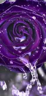 Purple rose with water droplets on petals, showcasing elegance and nature's beauty.