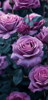 Purple roses in full bloom mobile wallpaper.