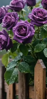 Purple roses covered in dewdrops by a wooden fence.