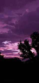 Purple sky with tree silhouette at dusk.