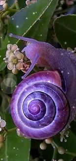 Purple snail on green leaves mobile wallpaper.