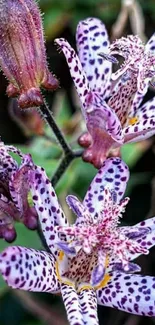 Close-up of purple spotted flowers with vibrant petals.