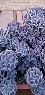 Lavender succulents on a wooden chair.