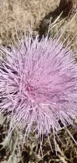 Close-up of a purple thistle flower in a natural setting.