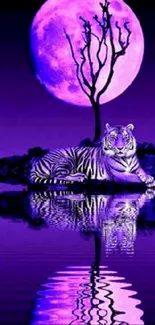 Purple tiger under a mystical full moon with reflection on the water.