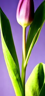 Purple tulip with green leaves on violet background.