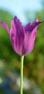 Purple tulip in full bloom with a green blurred background.