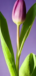 Purple tulip with green leaves in a vibrant mobile wallpaper.