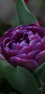 Purple tulip in full bloom against a blurred garden background.