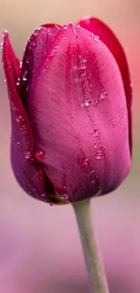 Close-up of a purple tulip with dewdrops, perfect for a mobile wallpaper.