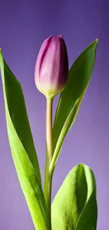 Purple tulip with green leaves against a purple background.