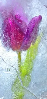 Frozen pink tulip in ice with textured background.