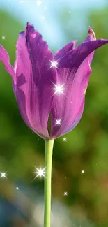 Purple tulip with sparkles on a green background.