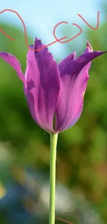 Artistic purple tulip wallpaper with 'Love' written in red.