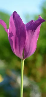 A vibrant purple tulip against a blurred green background.