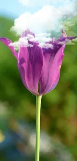 Purple tulip in bloom against a blurred natural background.