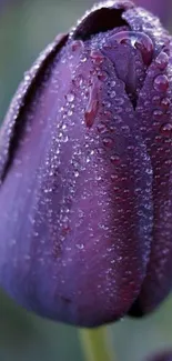 Stunning purple tulip close-up with dewdrops in vibrant detail.