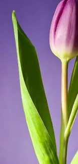 Purple tulip with green leaves on purple background.