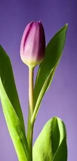 Purple tulip with green leaves on a soft purple background.