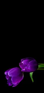 Vibrant purple tulip against a black background, perfect for mobile wallpaper.