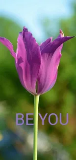 Vibrant purple tulip with 'Be You' text against a lush green background.