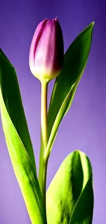 Purple tulip with green leaves on a vibrant background.