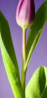 Purple tulip with green leaves on purple background.