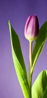 Purple tulip with green leaves on a violet background for mobile wallpaper.