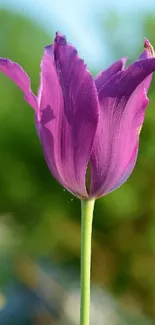 Vibrant purple tulip with green backdrop, ideal for phone wallpaper.