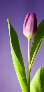 Elegant purple tulip with green leaves on violet background.