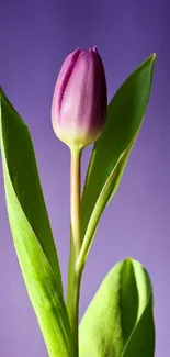 Purple tulip with green leaves on a lavender background.