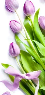 Beautiful wallpaper with purple tulips and green leaves.