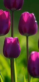 Vibrant purple tulips in bloom on a lush green background.