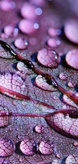 Close-up of water droplets on a textured purple surface in a vibrant mobile wallpaper.