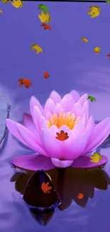 Purple water lily with autumn leaves on water.