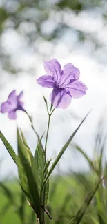 Purple wildflowers with green leaves in natural background.