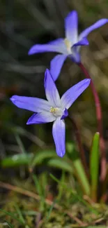 Purple wildflowers bloom against a blurred natural background, showcasing their beauty.