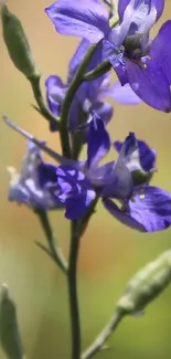 Close-up of a purple wildflower with blurred background.