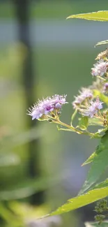 Purple flowers with green leaves background.