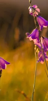 Purple wildflowers against a golden sunset backdrop.