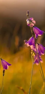 Purple wildflowers against a golden sunset backdrop.