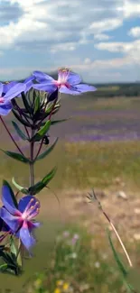 Purple wildflowers with a blue sky background in nature.