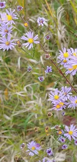 Purple wildflowers in a lush green meadow phone wallpaper.