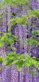 Cascading purple wisteria blossoms with lush green leaves.