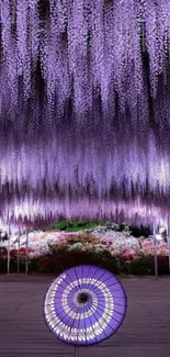 Purple wisteria blooms creating a serene garden wallpaper.