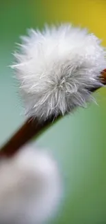 Close-up of a pussy willow branch with soft focus green background.