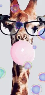 Giraffe with glasses and bubble gum on pale lavender background.