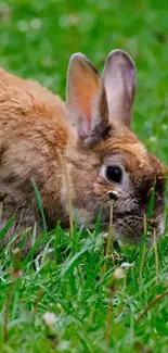 Cute rabbit grazing in green grass field.