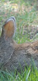 Serene rabbit resting in lush, sunlit grass.