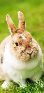 Rabbit Vertebrate Plant Live Wallpaper